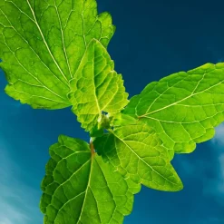 Boss - Hugo Boss Düfte·Eau De Parfum Spray|