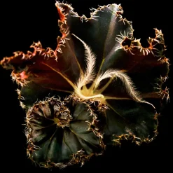 BYREDO Düfte·Eau De Parfum Spray|