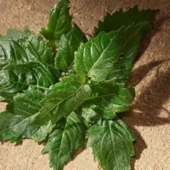 DOLCE&GABBANA Düfte·Eau De Parfum Spray|