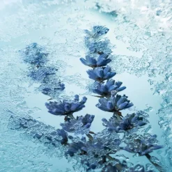 Maison Crivelli Düfte|