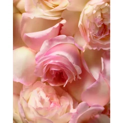 Ralph Lauren Düfte·Eau De Parfum Spray|