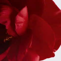 CHANEL Balm|Rouge|SCHENKT FARBE - NÄHRT - POLSTERT AUF