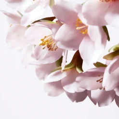 Shiseido Serum & Kur ·Serum|