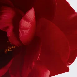 CHANEL Serum & Kur ·Serum|WIRKT VORBEUGEND UND KORRIGIEREND AUF DIE 5 SICHTBAREN ZEICHEN DER HAUTALTERUNG